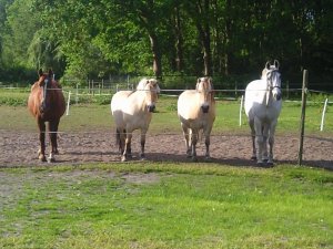 Onze dierenfamilie